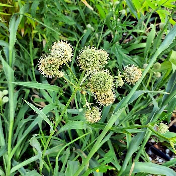 Eryngium yuccifolium