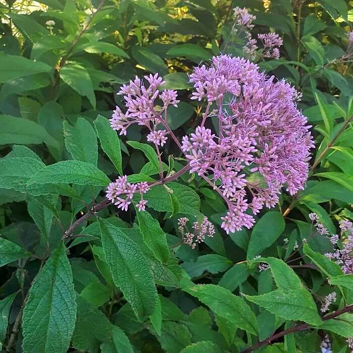 Eupatorium maculatum 'Atropurpureum'