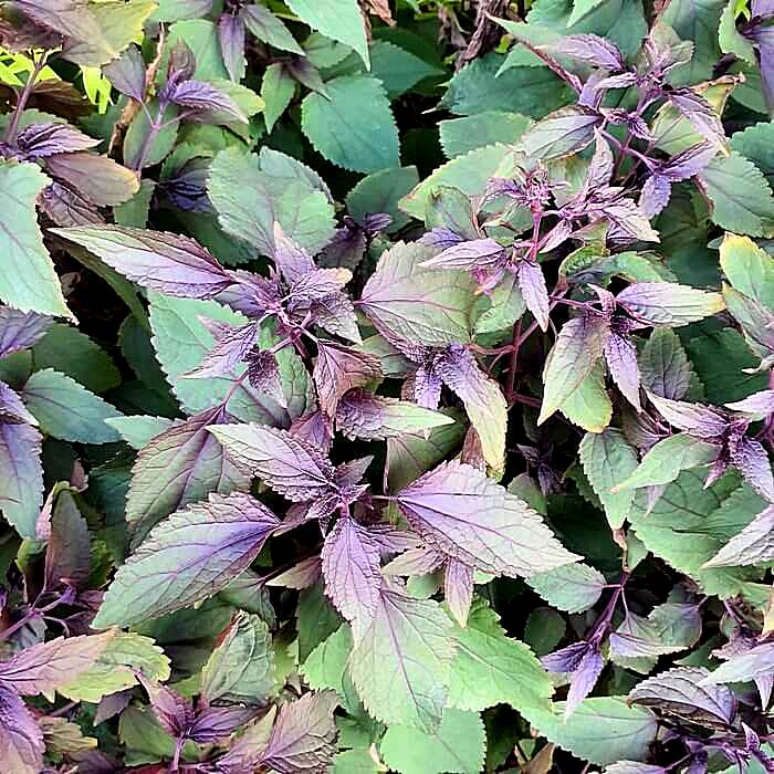 Eupatorium rugosum 'Chocolate'