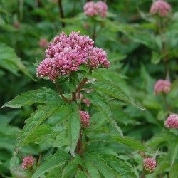 Eupatorium cannabinum Eupatorium cannabinum