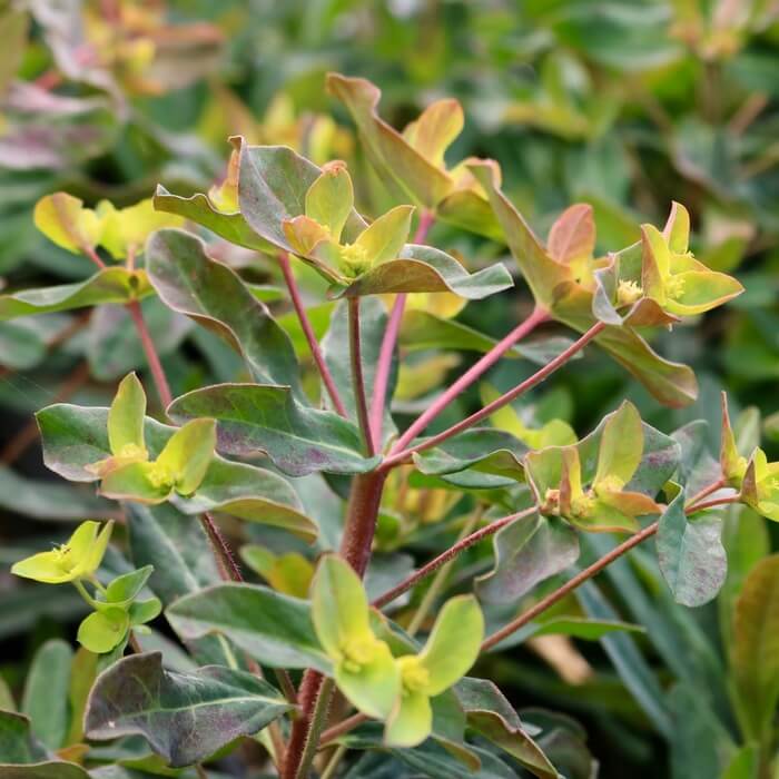 Euphorbia amygdaloides 'Purpurea'