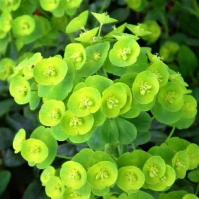 Euphorbia amygdaloides var. robbiae