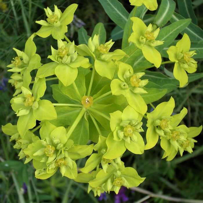 Euphorbia ceratocarpa