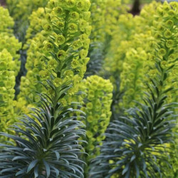 Euphorbia characias Euphorbia characias