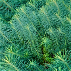 Euphorbia cyparissias Euphorbia cyparissias