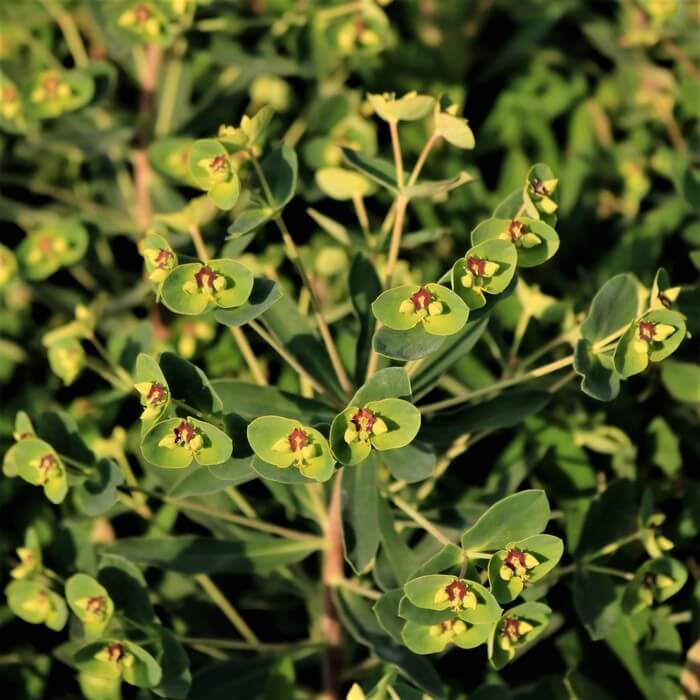 Euphorbia x martinii