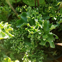 Farfugium japonicum 'Shishi Botan' Farfugium japonicum 'Shishi Botan'