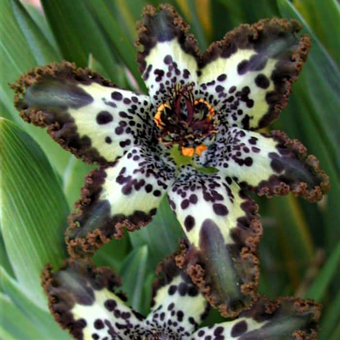 Ferraria crispa