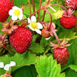 Fragaria vesca 'Alexandria'
