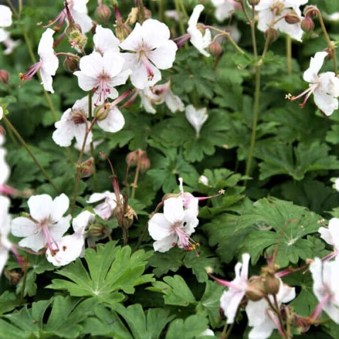 Geranium cantabrigiense 'Biokovo'