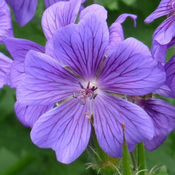 Geranium magnificum 'Blue Blood'