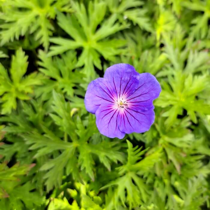 Geranium 'Brookside'