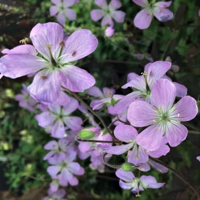 Geranium maculatum 'Espresso'