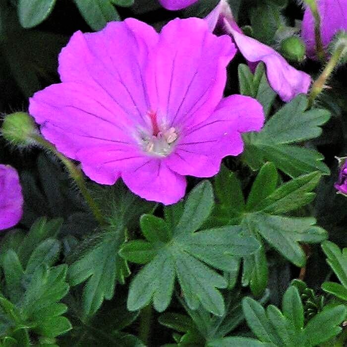 Geranium sanguineum 'Max Frei'