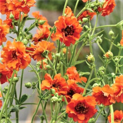 Geum ' Miss Clementine'