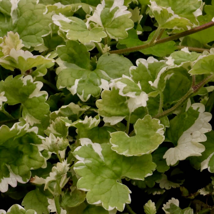 Glechoma hederacea 'Variegata'