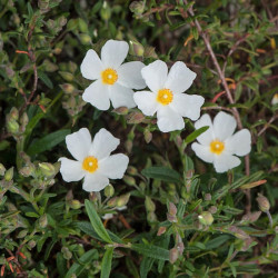 Halimiocistus sahucii