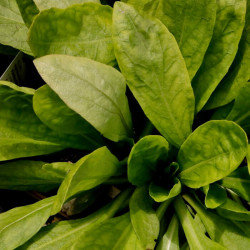 Helenium autumnale 'Pumilum Magnificum'
