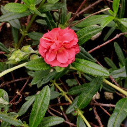 Helianthemum x 'Cerise Queen'