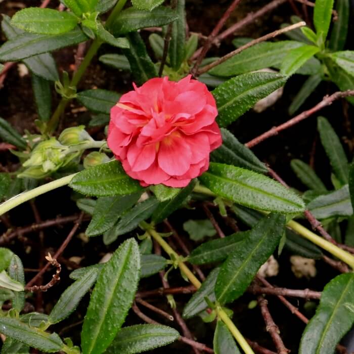 Helianthemum x 'Cerise Queen'