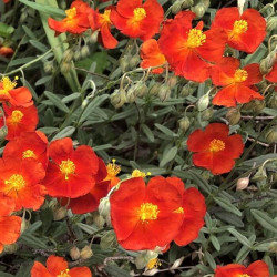 Helianthemum x 'Fire Dragon'