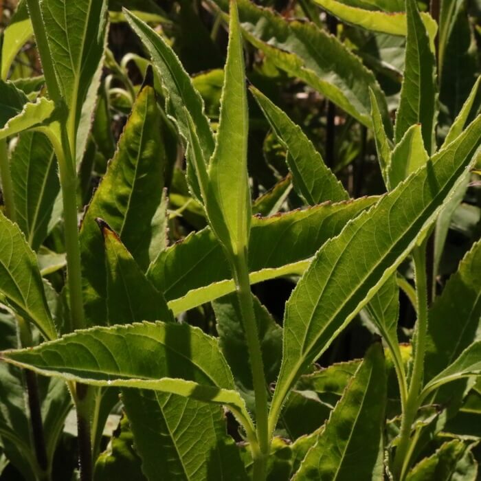 Helianthus atrorubens 'Gullick's Variety'