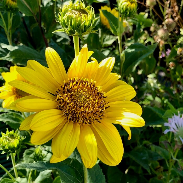 Helianthus x multiflorus 'Meteor'