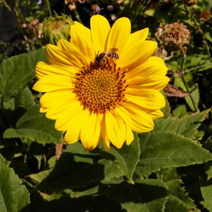 Helianthus x laetiflorus  'Miss Mellish'