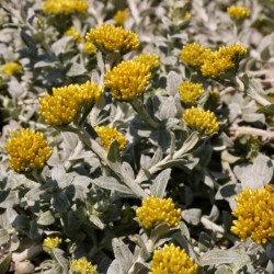 Helichrysum petiolare 'Silver Mini'