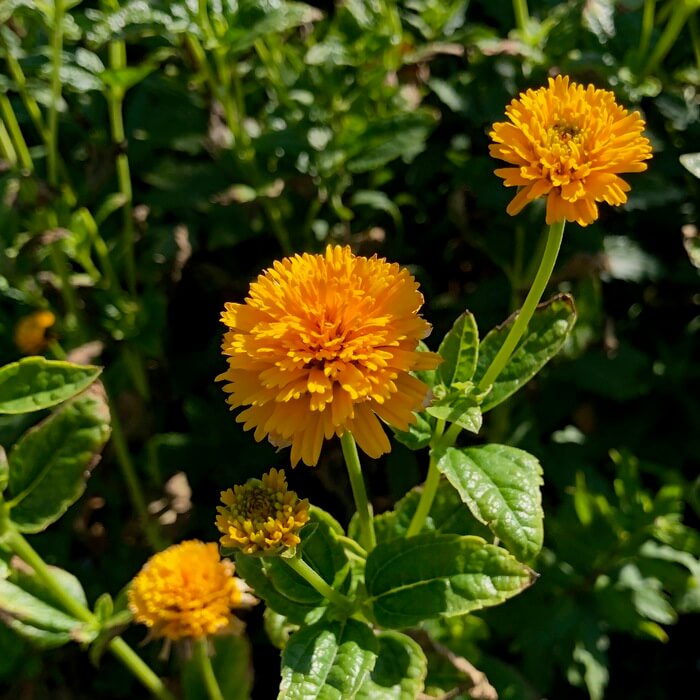 Heliopsis helianthoides 'Asahi'