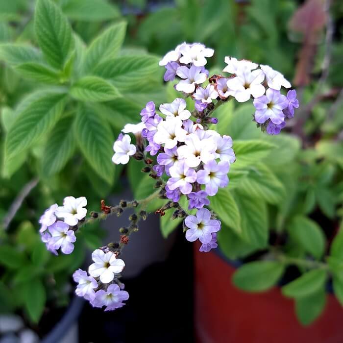 Heliotropium arborescens