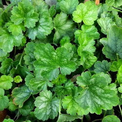 Heuchera sanguinea 'Bressingham Hybrids' Heuchera sanguinea 'Bressingham Hybrids'