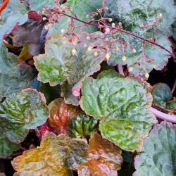 Heuchera micrantha 'Palace Purple' Heuchera micrantha 'Palace Purple'