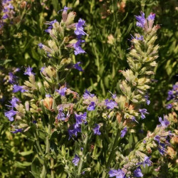 Hyssopus officinalis Hyssopus officinalis