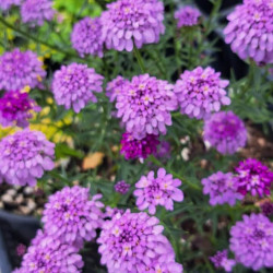 Iberis 'Mermaid Lavander'