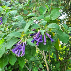 Iochroma cyaneum Iochroma cyaneum