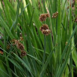 Juncus scirpoides Juncus scirpoides