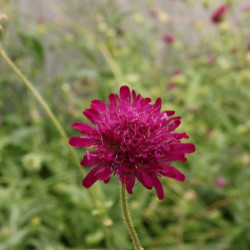 Knautia macedonica Knautia macedonica