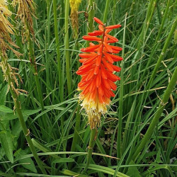 Kniphofia uvaria 'Flamenco'