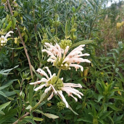 Leonotis leonorus 'Alba'
