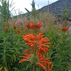 Leonotis leonorus