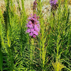 Liatris spicata