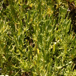 Limbarda crithmoides Limbarda crithmoides