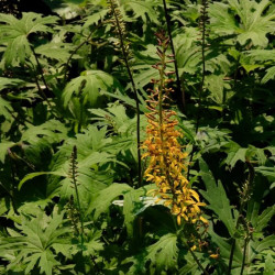 Ligularia przewalskii