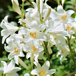 Lilium candidum Lilium candidum