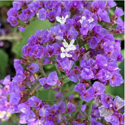 Limonium vulgare Limonium vulgare