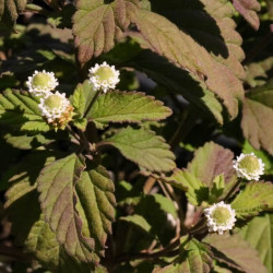 Lippia dulcis Lippia dulcis