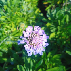 Scabiosa cretica