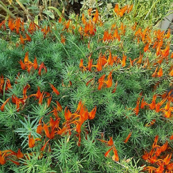 Lotus berthelotii Lotus berthelotii