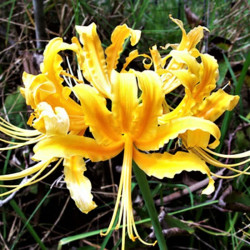 Lycoris aurea